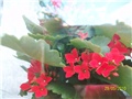 kalanoa -lat. Kalanchoe 